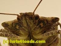 /home//u458753944/public_html/sourcegallery///////////Insects and small critters/aphids cicadas lanternflies and true bugs (Hemiptera)/PC270736 (2).JPG
